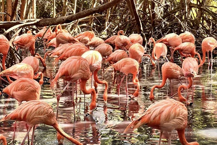 national aviary in baru